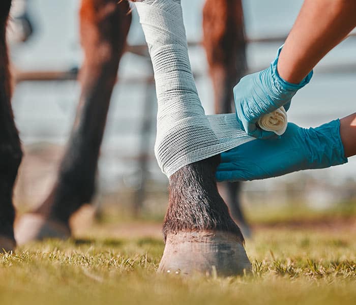 Prodotti-podologia-animali