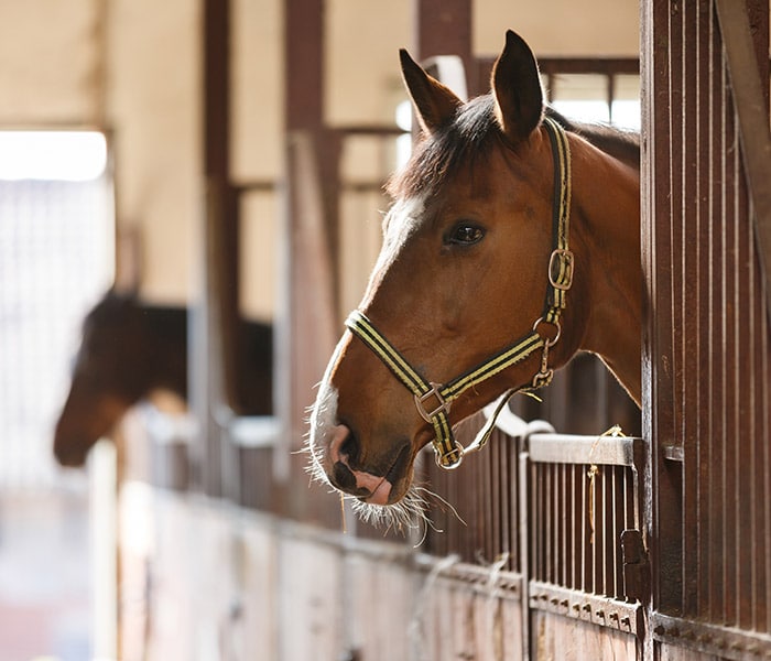 consegna-a-domicilio-di-farmaci-veterinari