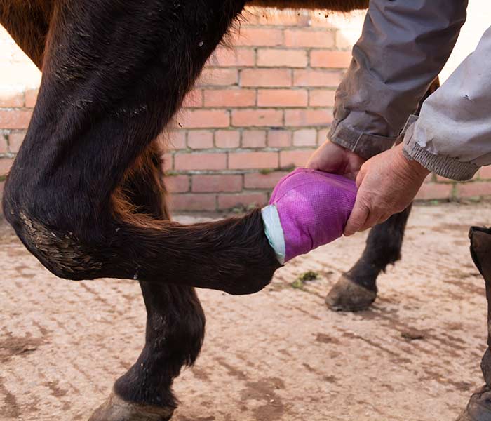 curasnetta-per-pulizia-zoccoli