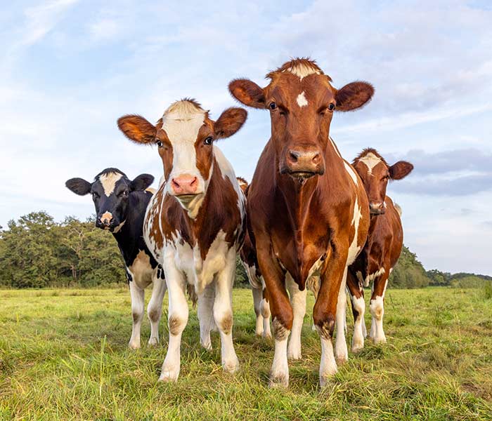 farmaci-e-prodotti-veterinari