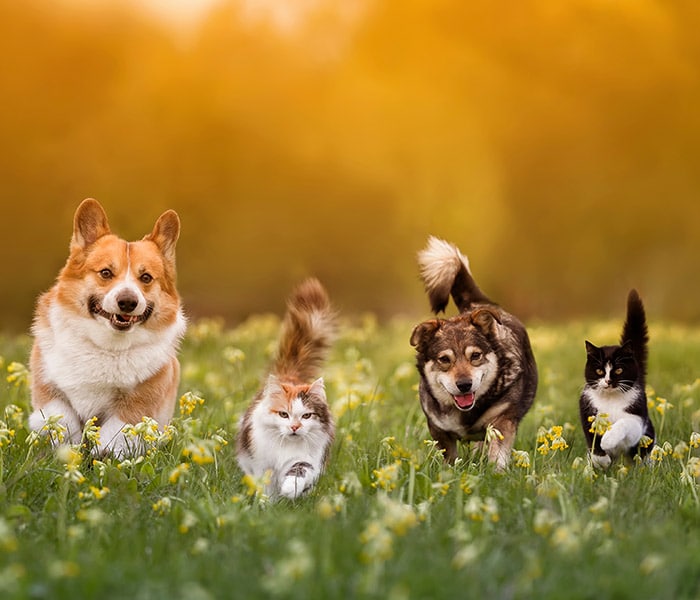 farmaci-veterinari-a-domicilio