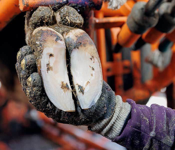 farmacia-prodotti-per-podologia-animali