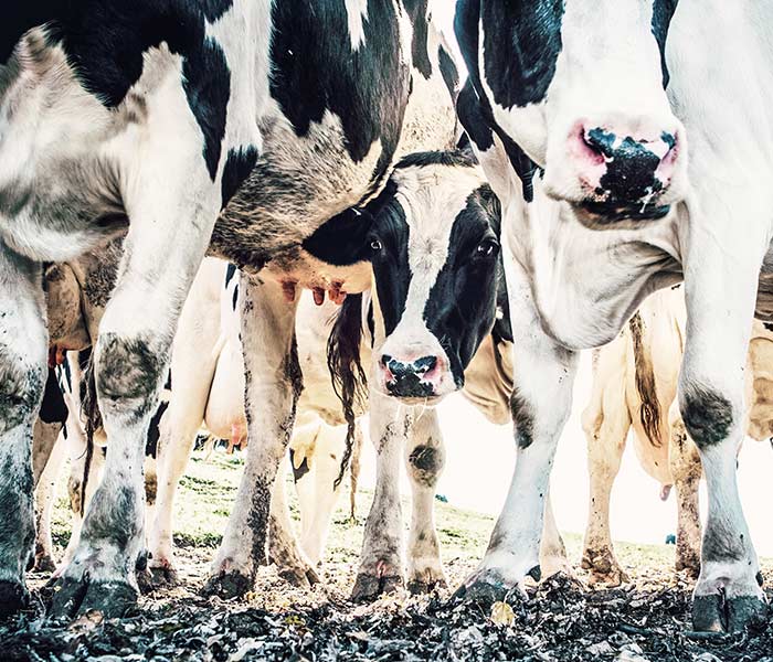 garze-e-fasce-per-zoccoli-di-mucche-e-cavalli