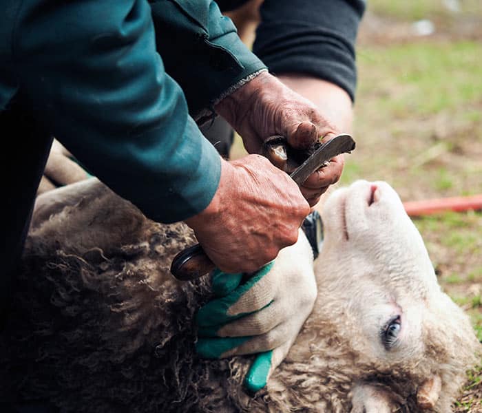 podologia-di-bovini-suini-caprini