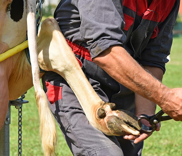 prodotti-per-podologia-bovini-suini-caprini